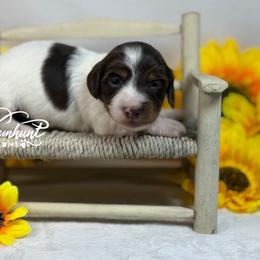 Choc Pie Girl 2150 - Piebald female Dachshund puppy in Nashville, Arkansas from Whisenhunt Farms