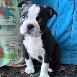 Clover - Black and white female Boston Terrier puppy in Lexington, South Carolina from Velveteen Bostons