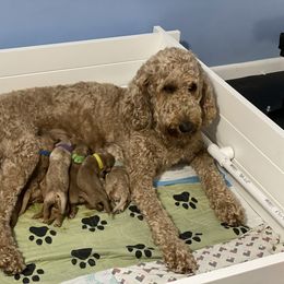 Goldendoodle Puppies from Baby Bella’s Doodles