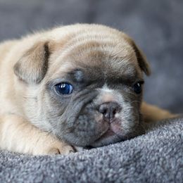 French Bulldogs from BuschBabyBulldogs