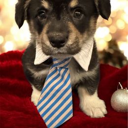 Frankie - Pembroke Welsh Corgi puppy from Bending Oaks Corgis