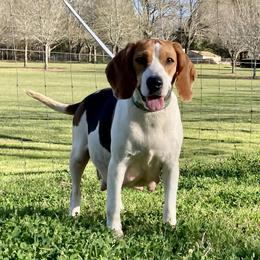 Violet - Beagle