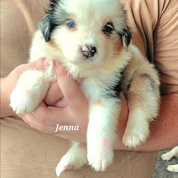 JENNA - Blue merle female Australian Shepherd puppy in Elk Creek, Missouri from Hearts on Fire Australian Shepherds