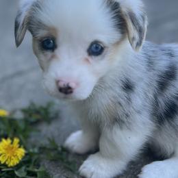 Champ - Blue merle and white male American Corgi puppy in Brownstown, Indiana from Brave Country Kennels