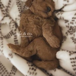 Goldendoodle Puppies from Carlie and Co. Goldendoodles