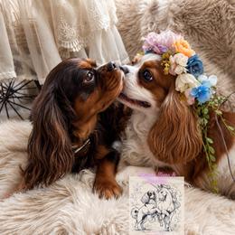 Cavalier King Charles Spaniel puppies from Cavapoo Puppy Parade