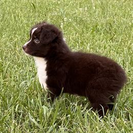 Boy 3 - Red tri Toy Australian Shepherd puppy in Corydon, Indiana from Arbuckle’s Lookin Good Aussies (LGA)