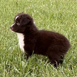 Boy 3 - Red tri Toy Australian Shepherd puppy in Corydon, Indiana from Arbuckle’s Lookin Good Aussies (LGA)