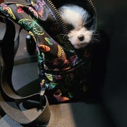 Koa - Black and white male Chihuahua puppy in Springfield, Missouri from Casadelopez Tails