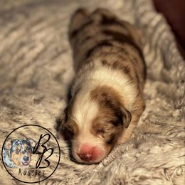 Australian Shepherd Puppies from Double B Aussies