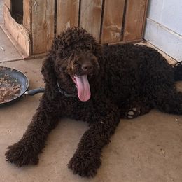 Benjamin - Labradoodle