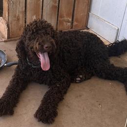 Benjamin - Labradoodle