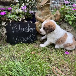 Bluster - Brown and white male Saint Berdoodle puppy in Traverse City, Michigan from Bare Paws Saint Berdoodles