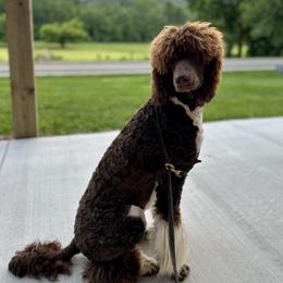Peggy-O - Poodle