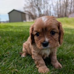Lex - Ruby male Cavalier King Charles Spaniel puppy in New Holland, Pennsylvania from Mountain Breeze Puppies