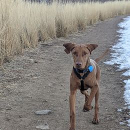 Vizsla Puppies from Virag Vizsla
