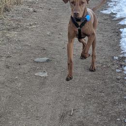 Vizsla Puppies from Virag Vizsla
