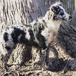 Anime - Australian Shepherd