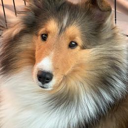 Shetland Sheepdog puppies from Cielito Lindo Shelties