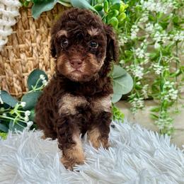 Chip - Chocolate male Havapoo puppy in Dothan, Alabama from Snickerdoodles