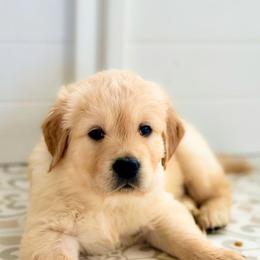 Pick 3 - Light golden male Golden Retriever puppy in Deer Lodge, Tennessee from SelahGold