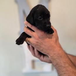 Pearl - Black female Labrador Retriever puppy in Decatur, Indiana from Sporting Ridge K9’s