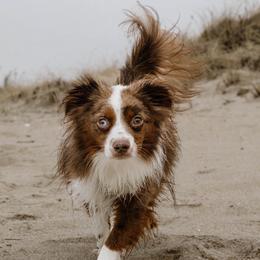 Australian Shepherd, Miniature American Shepherd, and Miniature Australian Shepherd All Grown Up from Spirited Aussies