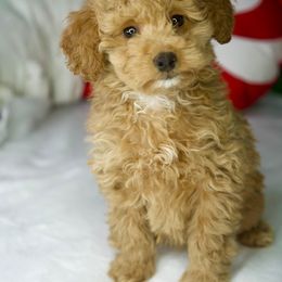 Churro - Cream male Goldendoodle puppy in Brandon, Florida from Murphys Doodles