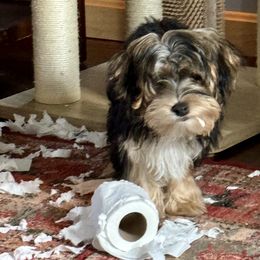 Morkies from The Morkie Mom