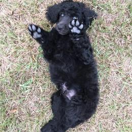 Poodle Puppies from Providential Poodles