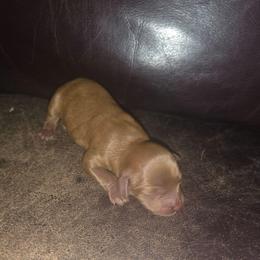 Clementine - Red female Cavapoo puppy in Auburn, California from Gold Country Doodles