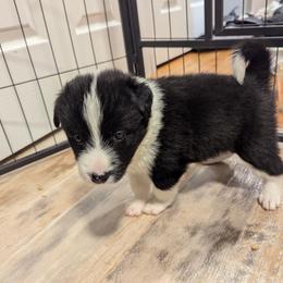 Calypso - Black and white female Border Collie puppy in Linton, Indiana from Kraken Border Collies