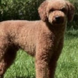 Goldendoodles from Five A's Goldendoodles