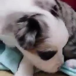 Boy 2 - Blue merle Miniature Australian Shepherd puppy in Omak, Washington from Willow Flats Kennels