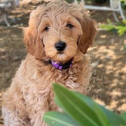 Double Doodles and Goldendoodles from De Luna Doodles