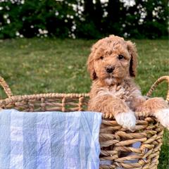 America - Red  female Goldendoodle puppy in Gower, Missouri from Hillside Paws