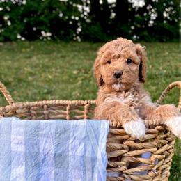 America - Red  female Goldendoodle puppy in Gower, Missouri from Hillside Paws