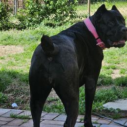 Cane Corso from TrinityForce Cane Corso