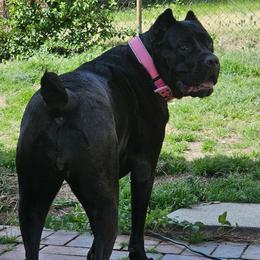 Cane Corso from TrinityForce Cane Corso