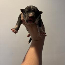 Girl 3 - Black tan and white female Siberian Husky puppy in Pelham, Alabama from Tails & Belles Dog Breeding