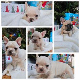 French Bulldog Puppies from Electric City Frenchies
