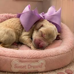 Lacey - Cream female Goldendoodle puppy in The Woodlands, Texas from Gracie's Goldendoodles and Bernedoodles