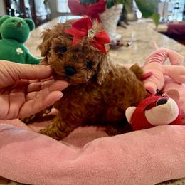 Precious Red - Red  female Poodle puppy in Bakersfield, California from Mary Gorgeous Poodles