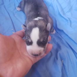 Cupid - Gray and white male Siberian Husky puppy in Mccool Junction, Nebraska from Sininger Lagoon
