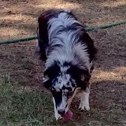 Claire - Australian Shepherd