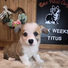 Titus - Red male Pembroke Welsh Corgi puppy in Lake Elsinore, California from Rose Petal Corgis