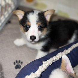 American Corgi and Pembroke Welsh Corgi Puppies from MKM Corgi Company