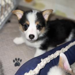 American Corgi and Pembroke Welsh Corgi Puppies from MKM Corgi Company