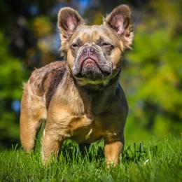 Anna - French Bulldog