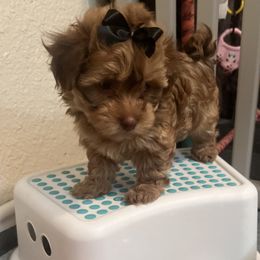 Choco and Fawn Sable Female - Chocolate sable female Havanese puppy in Monahans, Texas from Homeward Havanese, LLC